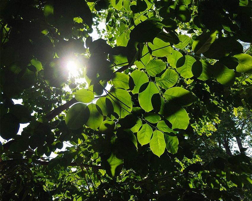 Sürdürülebilirlik